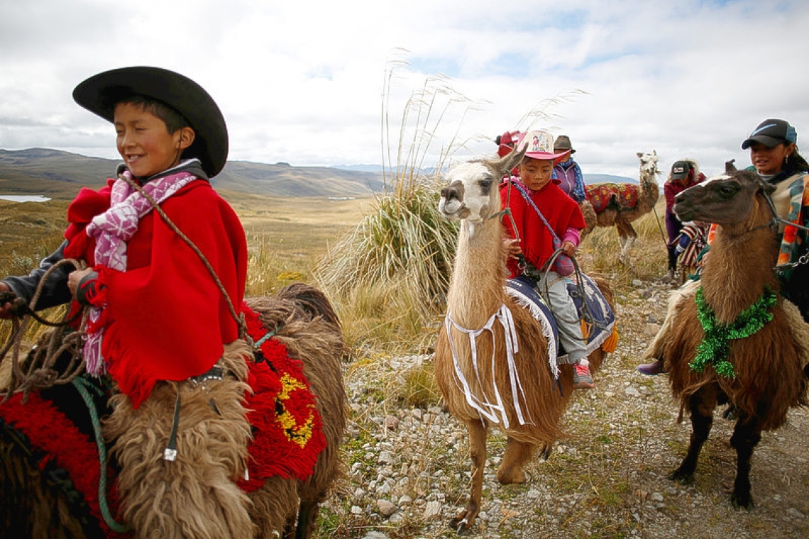 Children race llamas to save wetland park